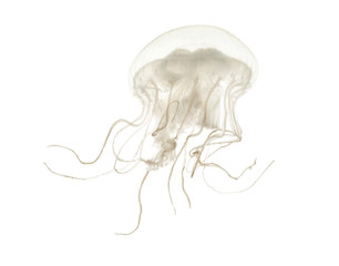 Fototapeta premium Disc jellyfish, Sanderia malayensis, swimming against white background