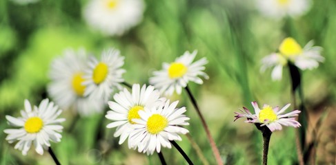 Gänseblümchen in der Natur, Close up
