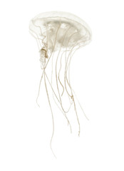 Naklejka premium Meduza tarczowa, Sanderia malayensis, pływająca na białym grzbiecie
