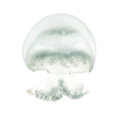 Cannonball jellyfish or cabbagehead jellyfish, Stomolophus melea