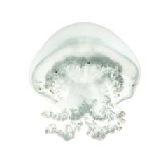 Cannonball jellyfish or cabbagehead jellyfish, Stomolophus melea