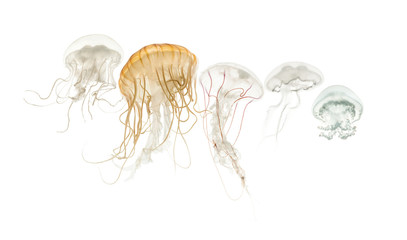 Naklejka premium Common jellyfish, Aurelia aurita, Cannonball jellyfish, Stomolop