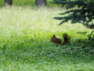 squirrel in a Park with a nut