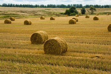 Field with sheaves of hay. Harvest. Cutted wheat. Gold field with cloudy sky.