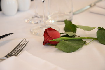 single romantic rose