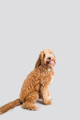 Golden Doodle Dog Isolated