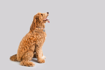 Golden Doodle Dog Isolated