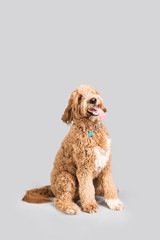 Golden Doodle Dog Isolated
