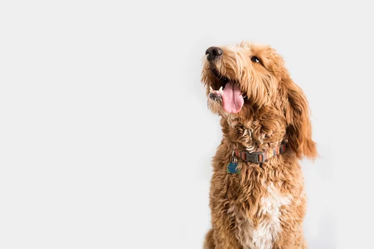 Golden Doodle Dog Isolated