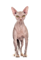 chimera with a Chinese Crested dog and the head of a Sphinx cat against white background