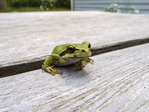 Pacific tree frog (Pseudacris regilla)
Macro photo of a tree frog visiting on my picnic table.