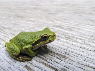 Pacific tree frog (Pseudacris regilla)
Macro photo of a tree frog visiting on my picnic table.