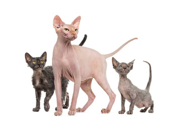 Sphinx, 4 years old and Lykoi cats looking up, against white background
