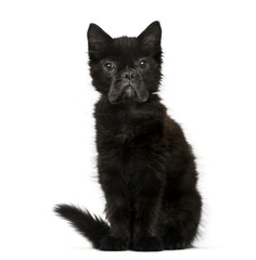 chimera with a Black kitten and French Bulldog face against white background