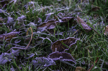 Macro Foglie erba brinate
