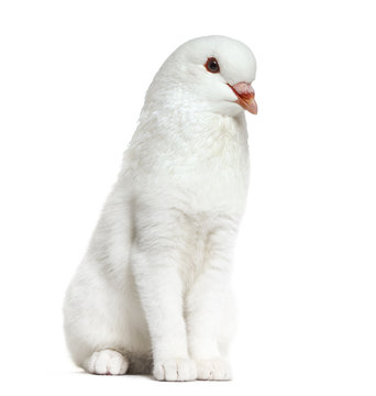 chimera with a White kitten and King Pigeon head against white background