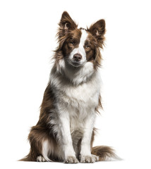 Border Collie, 1 year old, sitting against white background
