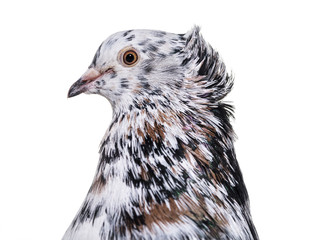 English Fantail pigeon close up against white background