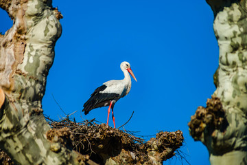 Beautiful white storks in the nest on blue sky backgroung, springtime