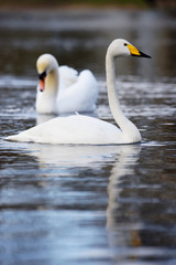 Obraz premium Whooper Swan, Swans, Cygnus cygnus