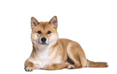 Shiba Inu lying on front against white background