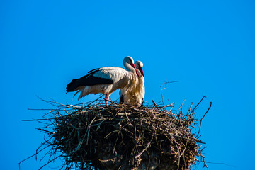Fototapeta premium Beautiful white storks in the nest on blue sky backgroung, springtime