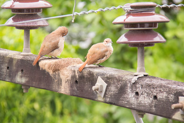 João de barro  na cruzeta
