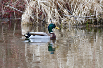 Herd of wildlife ducks swimming and settling on the water