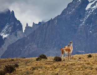 Couple of Guanaco, Lama guanicoe on mountain background, Torres del Paine National Park, Chile, South America
