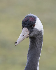 Obraz premium Eurasian crane