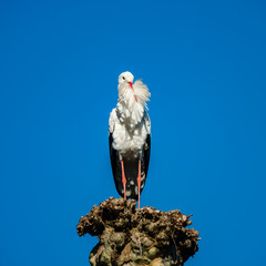 Beautiful white storks in the nest on blue sky backgroung, springtime