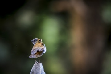 Birds of Costa Rica Black billed nightingale thrush Catharus gracilirostris