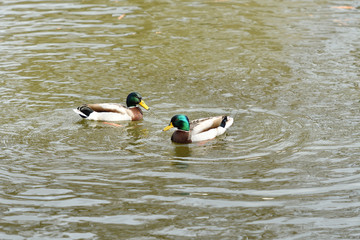 Herd of wildlife ducks swimming and settling on the water