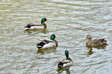 Herd of wildlife ducks swimming and settling on the water