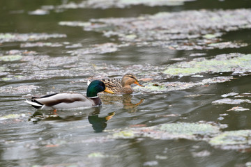 Herd of wildlife ducks swimming and settling on the water