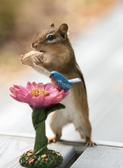 Chipmunk eating a peanut off a flower stand