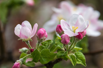 Fototapeta premium Apple trees in bloom. Rare in its beauty spectacle. 