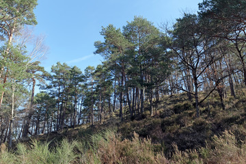 Fototapeta na wymiar la Malmontagne hill in fontainebleau forest