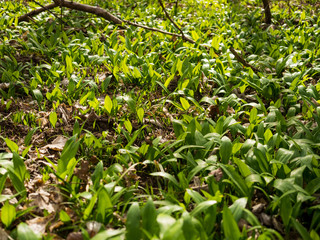 Obraz premium Bärlauch im Wald