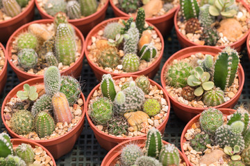 Cactus is the succulent plant with many different shapes, colors, variegated and beautiful flowers. Its native is in desert. People grow cactus for decorate in their garden, glasshouse or greenhouse