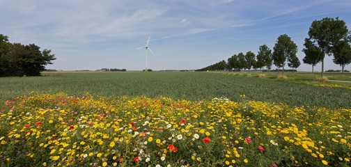 Polder with fieldflowers and windmill. Netherlands. Windenergy.