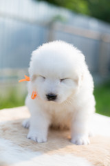 Portrait of a cute puppy breed maremmano abruzese sheepdog sitting outside in summer. Adorable white fluffy maremma puppy with closed eyes with orange ribbon