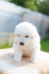 Portrait of a cute puppy breed maremmano abruzese sheepdog sitting outside in summer. Adorable white fluffy maremma puppy with orange ribbon