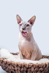 Sphynx Hairless Cat