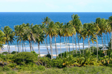 Coconut trees on the beach with ocean in the background.