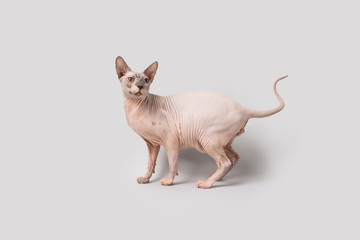 Sphynx Hairless Cat