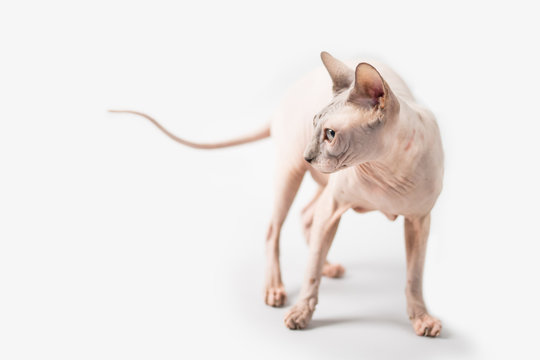 Sphynx Hairless Cat