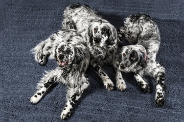 A pack of dogs