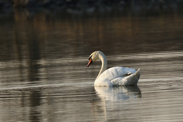 reflection in water of swimming white swan on the lake