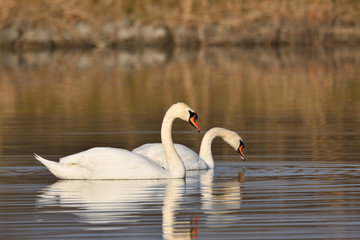 reflection in water of swimming white swan on the lake